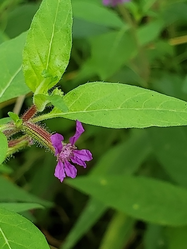 Cuphea (Cigar Plants and Allies) (alternate view 7)