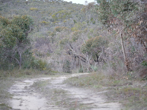 Hakea rostrata (Beaked Hakea)