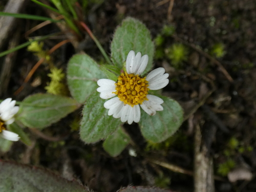 Galinsoga (galinsogas) (alternate view 9)