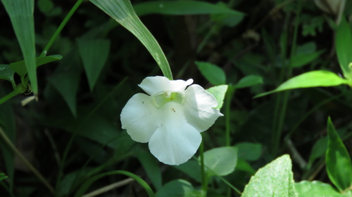Torenia (wishbone flowers) (alternate view 5)