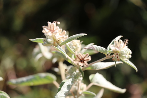 Croton lindheimeri (Lindheimer's Doveweed) (alternate view 5)