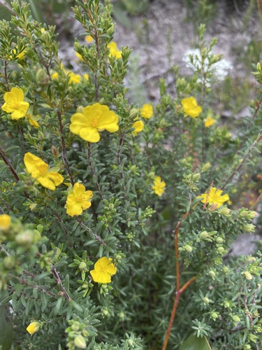 Hibbertia devitata (Smooth Guinea-flower)