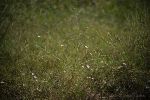 Symphyotrichum divaricatum (southern annual saltmarsh aster) (alternate view 2)