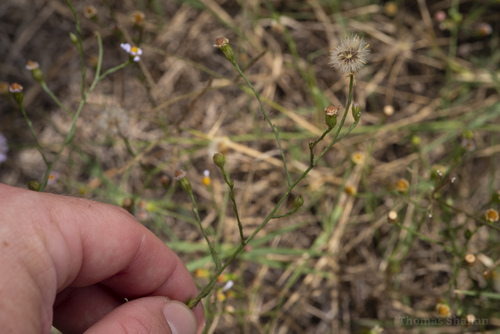 Symphyotrichum divaricatum (southern annual saltmarsh aster) (alternate view 5)