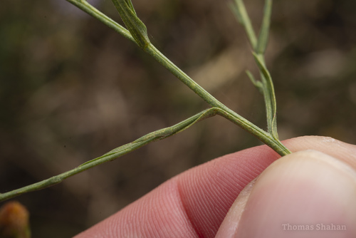 Symphyotrichum divaricatum (southern annual saltmarsh aster) (alternate view 4)