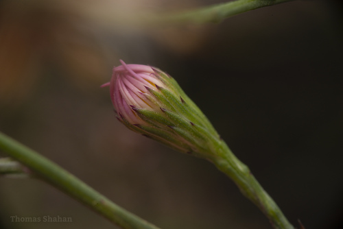 Symphyotrichum divaricatum (southern annual saltmarsh aster) (alternate view 3)