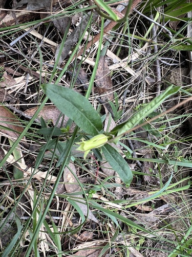 Billardiera scandens (Apple Berry) (alternate view 3)