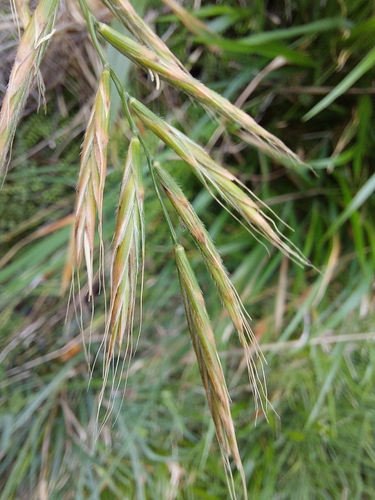 Brachypodium sylvaticum (Slender False Brome)