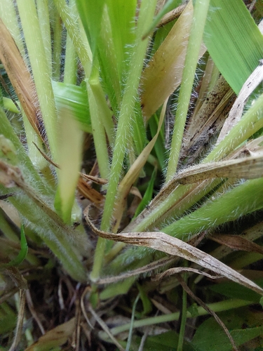 Brachypodium sylvaticum (Slender False Brome)