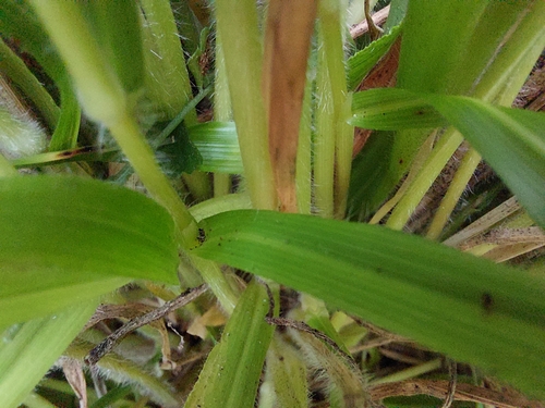 Brachypodium sylvaticum (Slender False Brome)