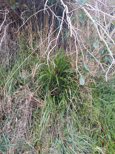 Brachypodium sylvaticum (Slender False Brome)