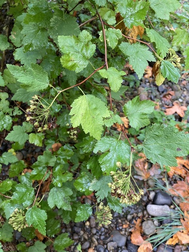 Physocarpus capitatus (Pacific ninebark)