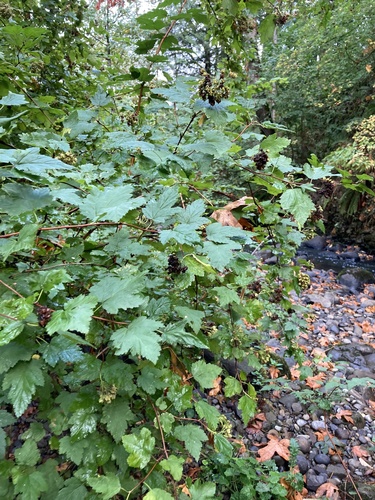 Physocarpus capitatus (Pacific ninebark) (alternate view 2)