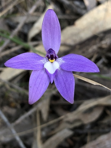 Glossodia major (Waxlip Orchid) (alternate view 2)