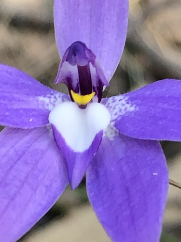 Glossodia major (Waxlip Orchid) (alternate view 3)