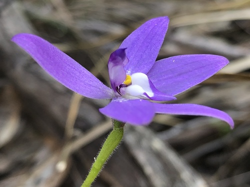 Glossodia major (Waxlip Orchid) (alternate view 4)