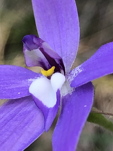 Glossodia major (Waxlip Orchid) (alternate view 5)