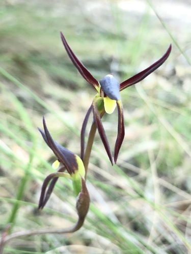 Lyperanthus suaveolens (brown beaks) (alternate view 5)