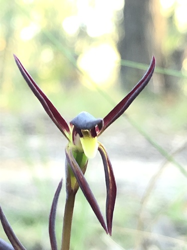 Lyperanthus suaveolens (brown beaks) (alternate view 4)