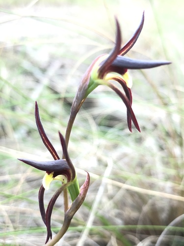 Lyperanthus suaveolens (brown beaks) (alternate view 2)