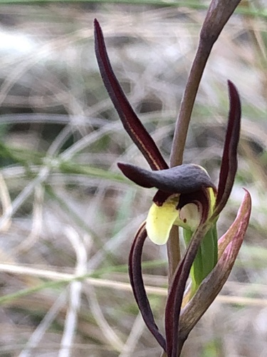 Lyperanthus suaveolens (brown beaks) (alternate view 3)