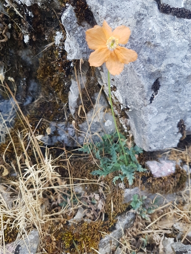 Papaver rupifragum