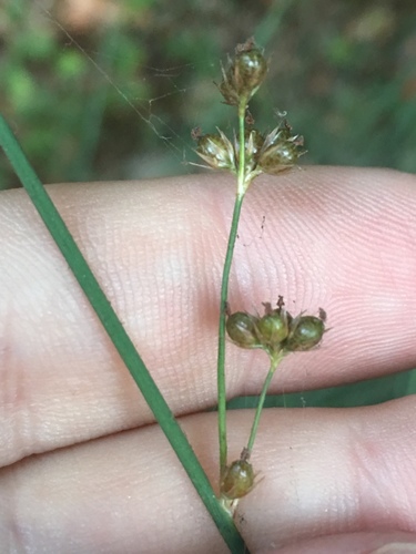 Juncus patens (Spreading Rush) (alternate view 4)