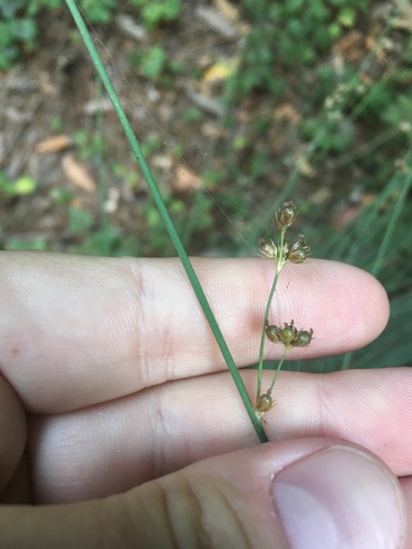 Juncus patens (Spreading Rush) (alternate view 3)