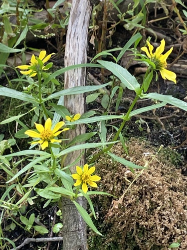 Bidens cernua (Nodding Beggarticks) (alternate view 5)