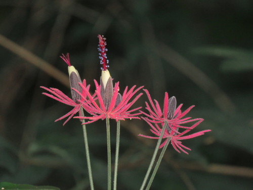 Pavonia (Swampmallows) (alternate view 3)