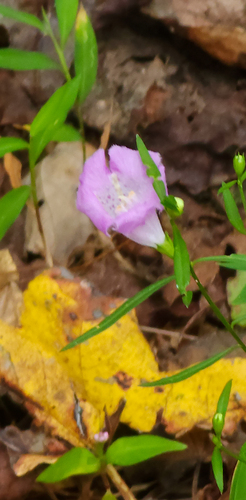 Agalinis purpurea (purple false foxglove)