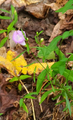 Agalinis purpurea (purple false foxglove) (alternate view 2)