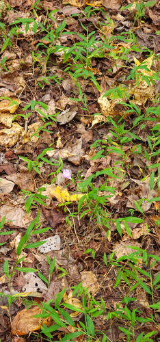 Agalinis purpurea (purple false foxglove) (alternate view 3)