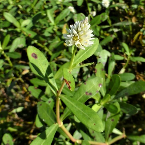 Alternanthera philoxeroides (Alligatorweed) (alternate view 7)
