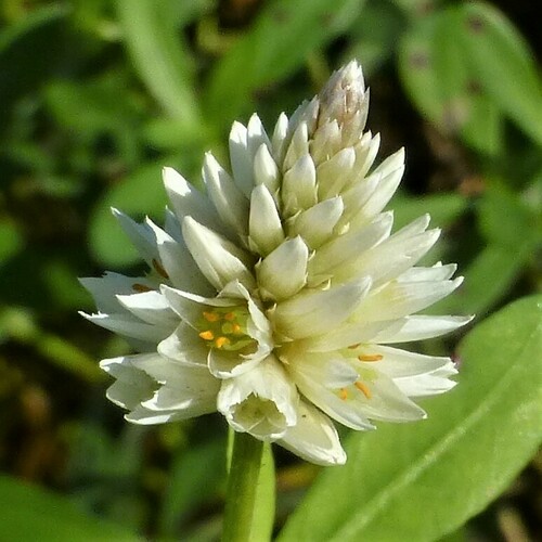 Alternanthera philoxeroides (Alligatorweed) (alternate view 6)