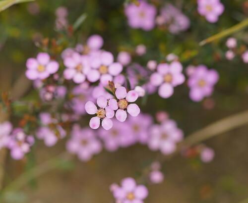 Euryomyrtus ramosissima (Rosy Heath-myrtle) (alternate view 8)