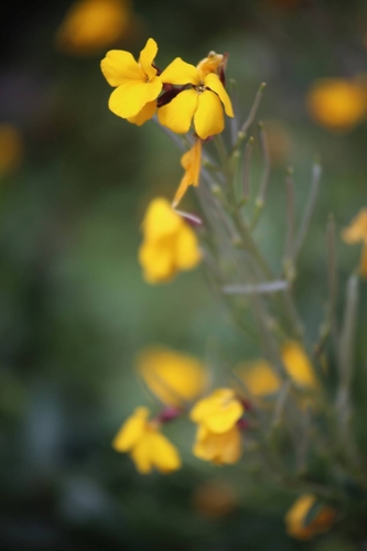Erysimum × cheiri (Wallflower) (alternate view 14)