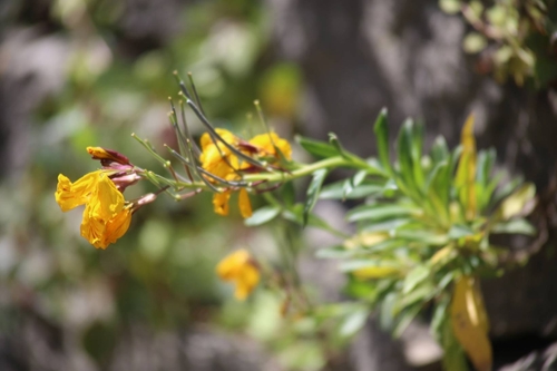 Erysimum × cheiri (Wallflower) (alternate view 15)