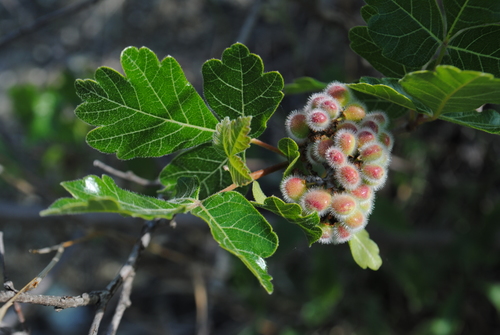 Rhus aromatica (fragrant sumac)