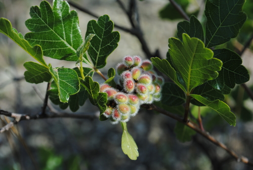 Rhus aromatica (fragrant sumac)