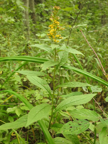 Solidago rugosa (Wrinkle-Leaved Goldenrod)