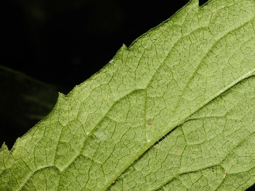 Solidago rugosa (Wrinkle-Leaved Goldenrod)