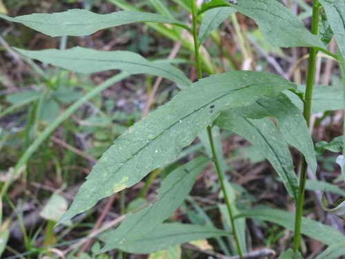 Solidago rugosa (Wrinkle-Leaved Goldenrod)