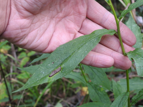 Solidago rugosa (Wrinkle-Leaved Goldenrod)