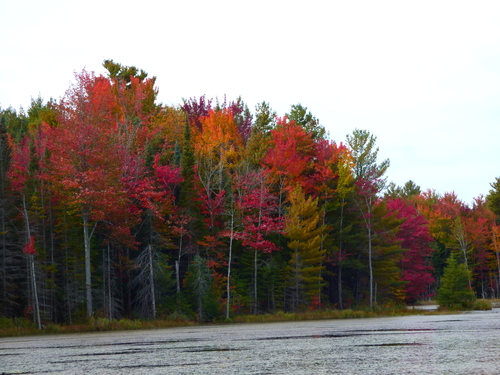 Acer rubrum (red maple) (alternate view 7)