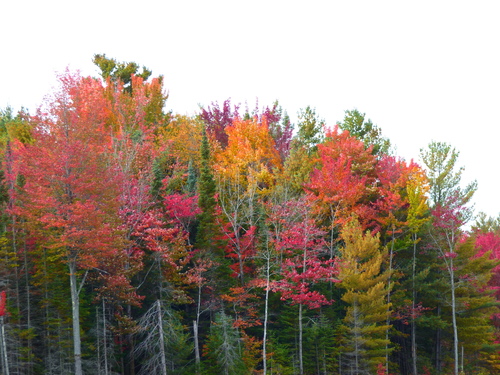 Acer rubrum (red maple) (alternate view 8)