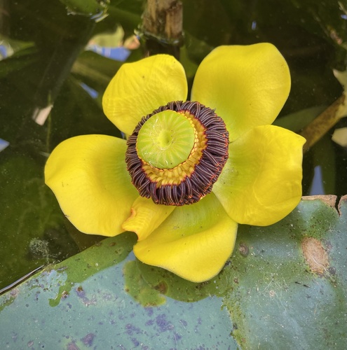 Nuphar polysepala (western yellow pond-lily) (alternate view 2)