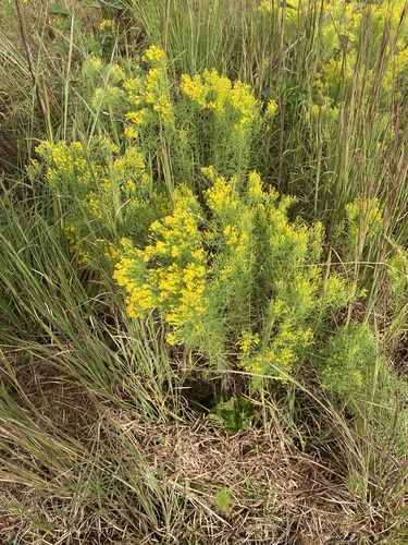 Euthamia caroliniana (slender goldentop) (alternate view 5)