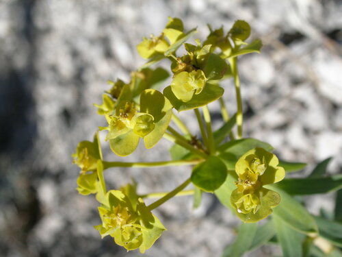 Euphorbia nicaeensis (alternate view 7)