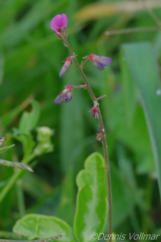 Desmodium incanum (creeping beggarweed) (alternate view 5)